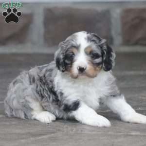 Flame, Cavapoo Puppy